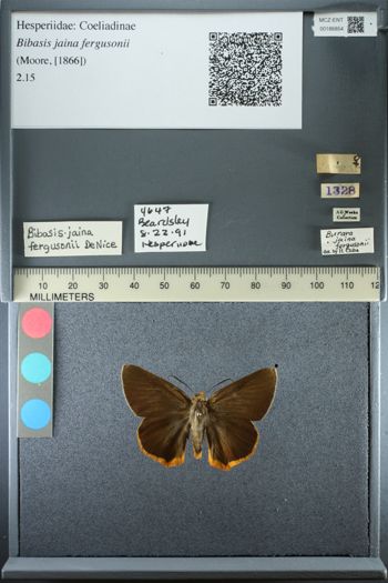 Media type: image;   Entomology 186854